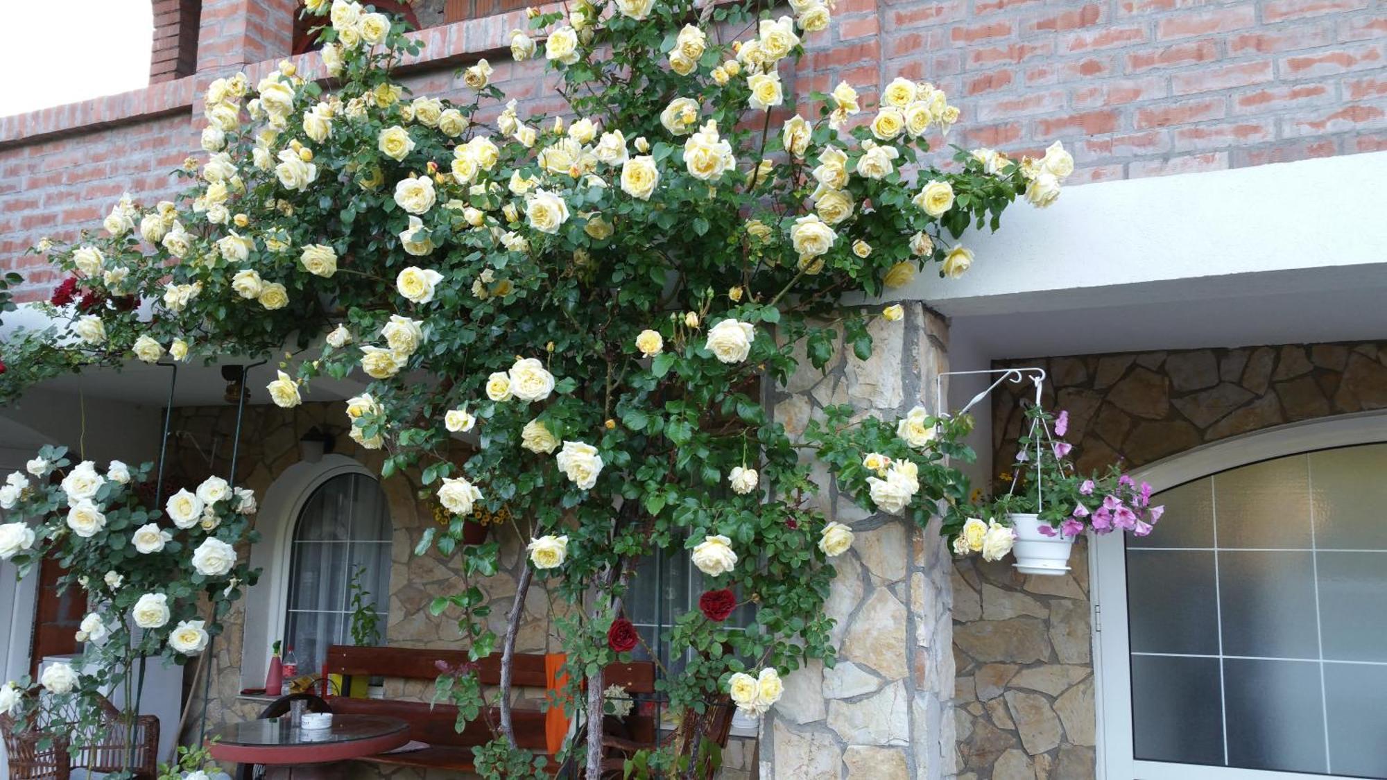 Knez Apartmani Senje Ruang foto