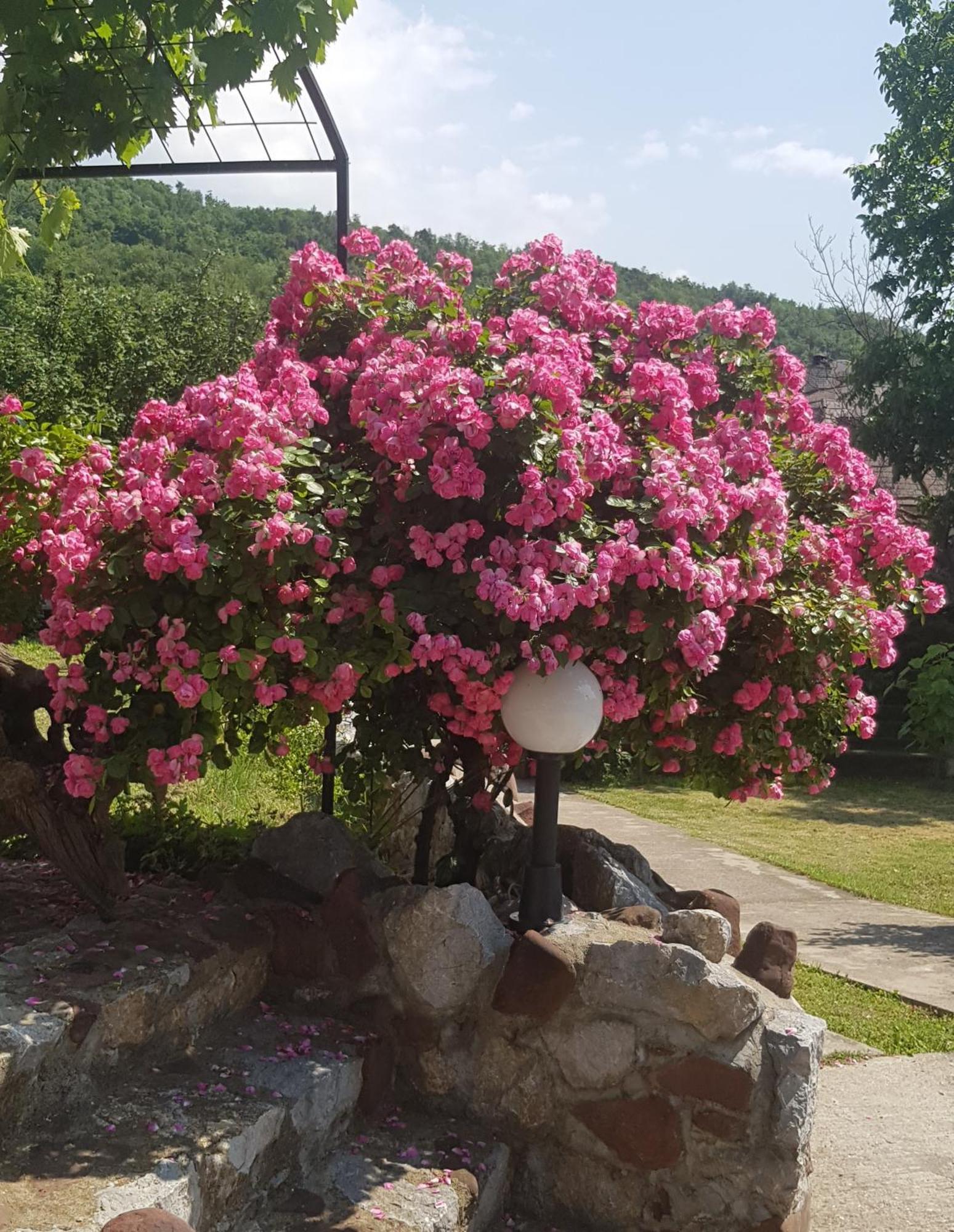 Knez Apartmani Senje Ruang foto